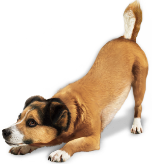 Pngfind.com Free Dog Png 3570165
